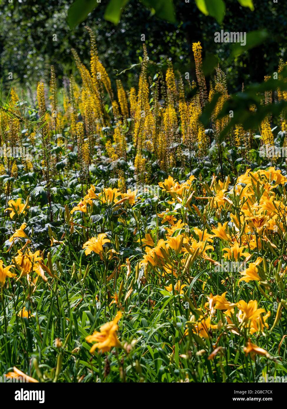 Letto di fiori con giglio giallo e arancio e gigli di coda di volpe che crescono in un giardino britannico Foto Stock