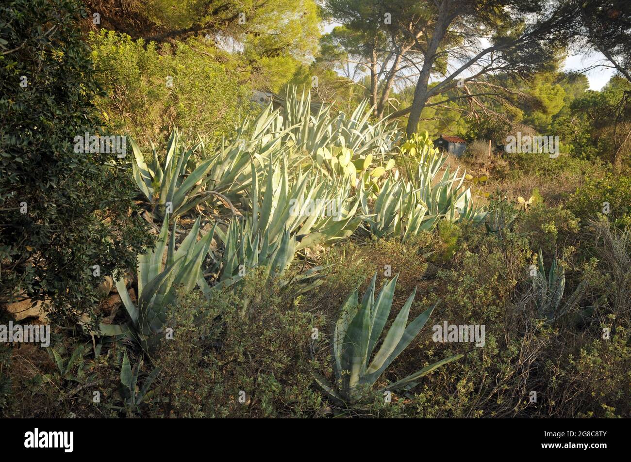 Bosco a Sant Elm nord ovest di Mallorca Foto Stock