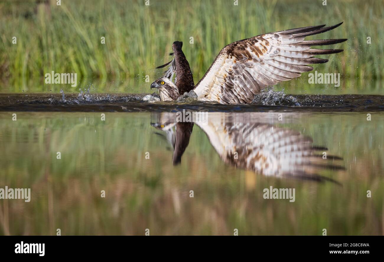 Wild Osprey atterra nel piccolo lago scozzese cercando di catturare il pesce Foto Stock