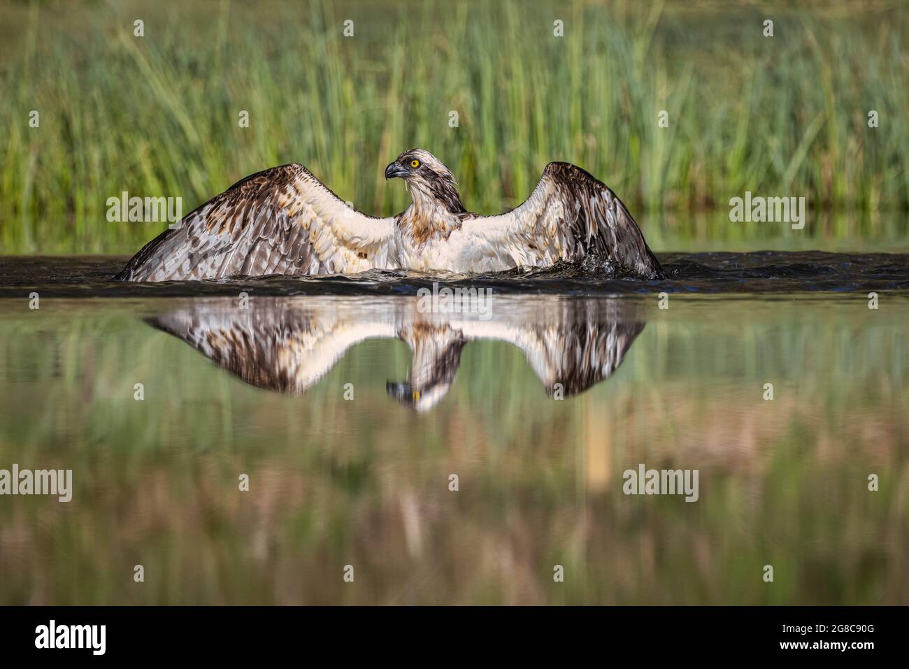 Wild Osprey atterra nel piccolo lago scozzese cercando di catturare il pesce Foto Stock