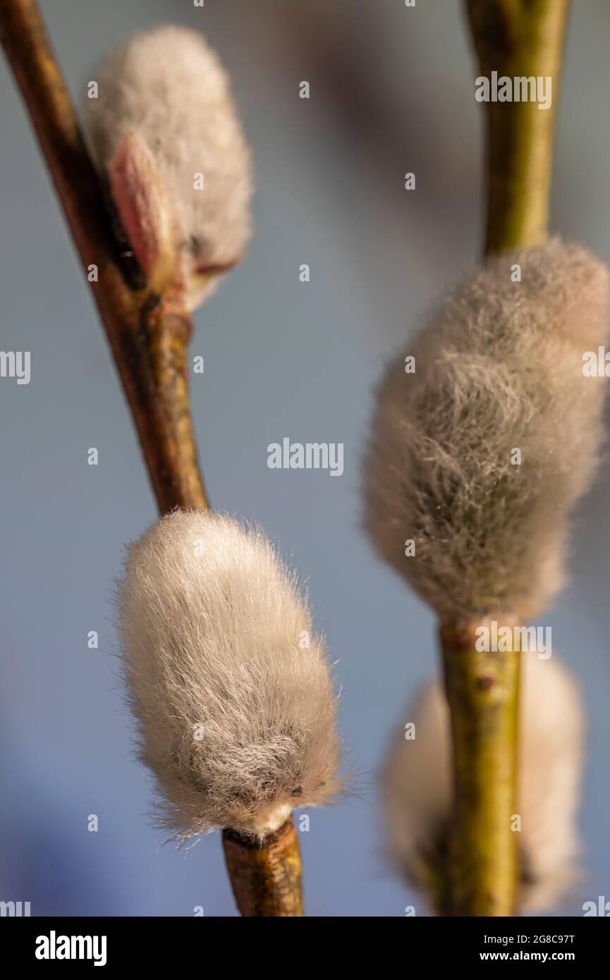 Gemme di salice figa sul ramo nella primavera iniziale. Segno della molla. Foto Stock