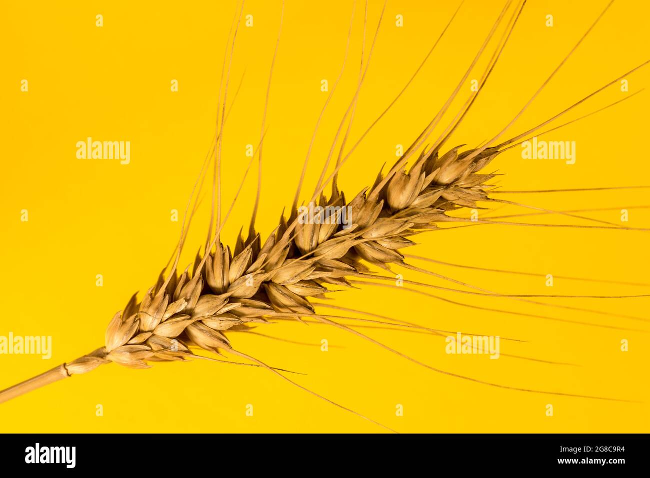 Primo piano di orecchio di grano isolato su sfondo giallo, disegno grafico per illustrazioni, etichetta, saluto. Spazio di copia Foto Stock