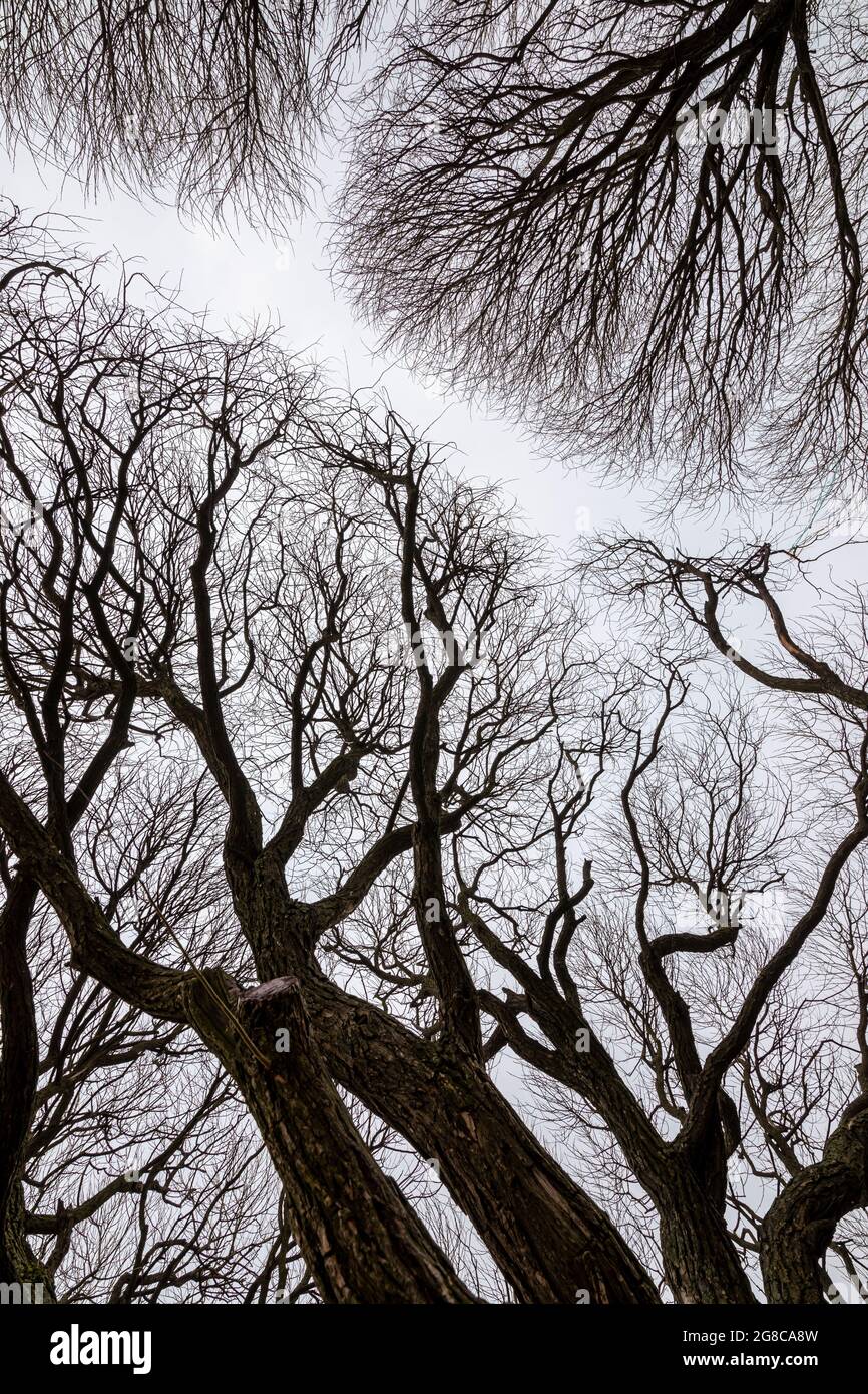 Corona di vecchio salice su uno sfondo grigio cielo. Albero nudo in primavera. Foto Stock