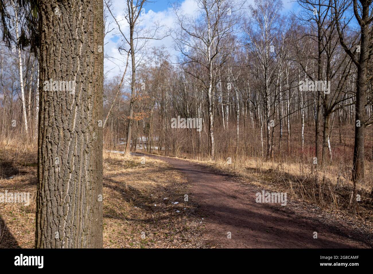 Paesaggio forestale dopo l'inverno con alberi nudi e terra con erba appassita e foglie. Foto Stock