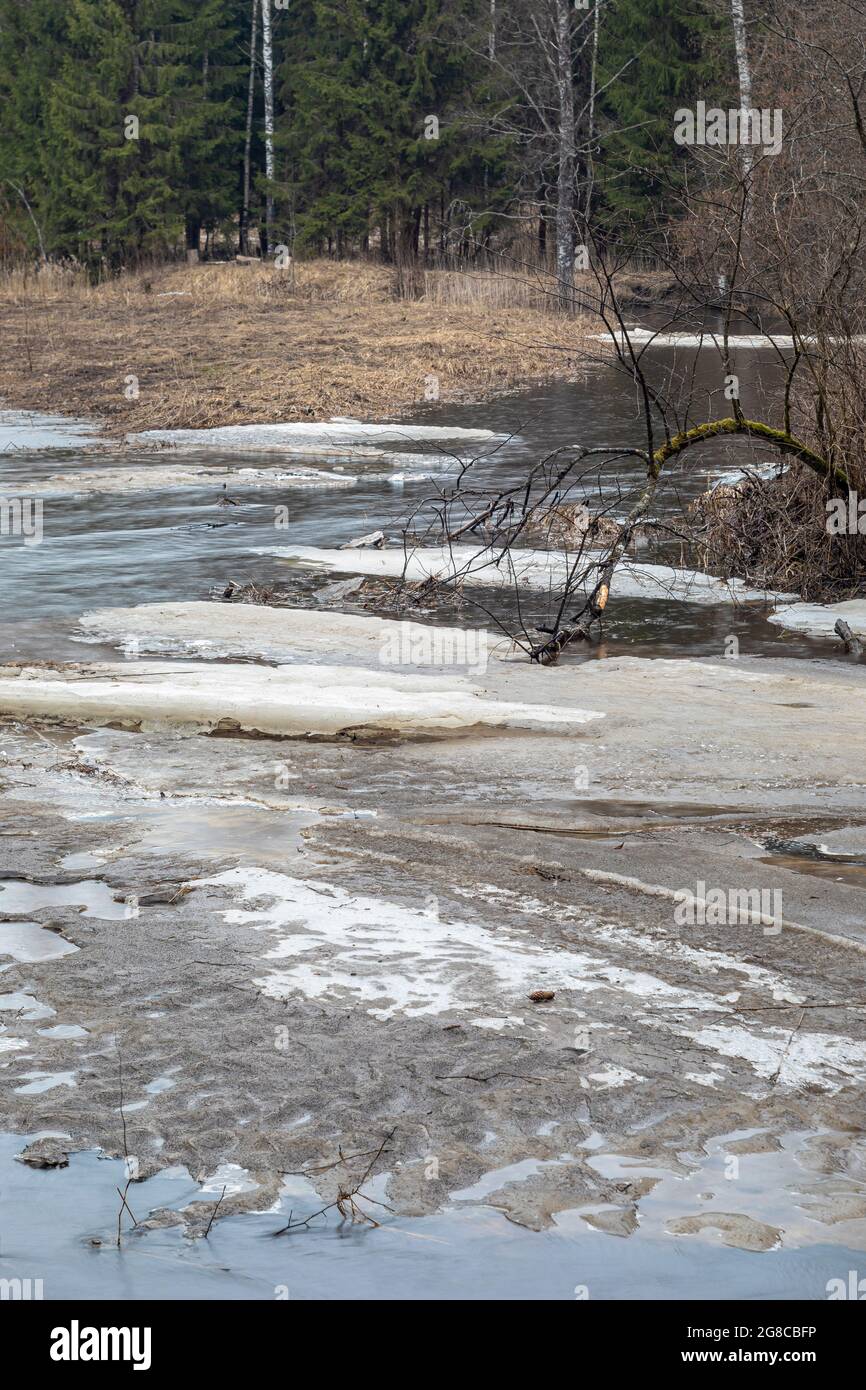 Paesaggio di primavera foresta del fiume con galleggianti di ghiaccio. Ramo di un albero nel fiume. Foto Stock