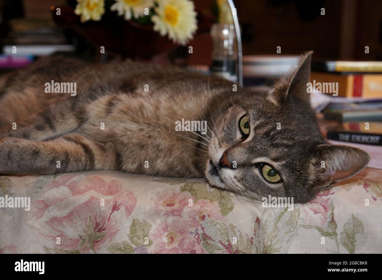 Carino gatto tabby che si posa sul tavolo da pranzo con morbido sfondo del soggiorno a fuoco Foto Stock