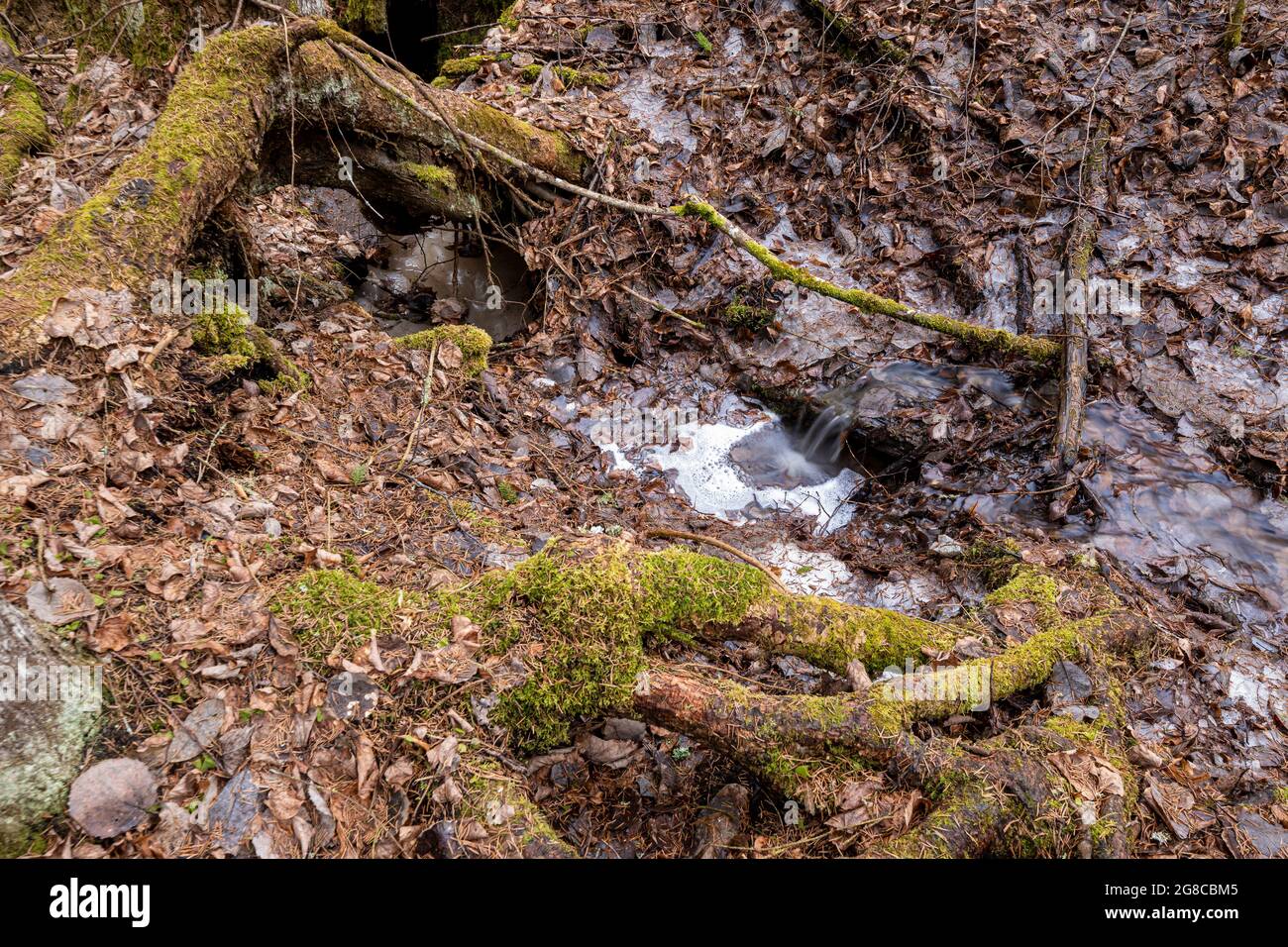 Primavera foresta con alberi caduti e un ruscello. Alberi ricoperti di muschio. Foto Stock