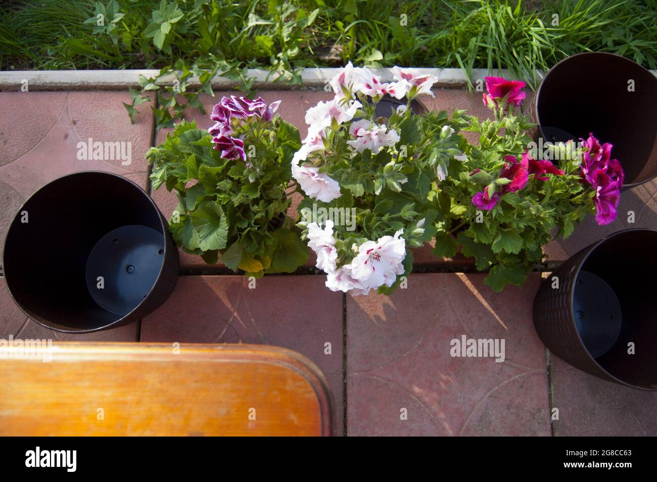 Colpo di testa di pentole vuote preparate per i fiori che repiantano Foto Stock