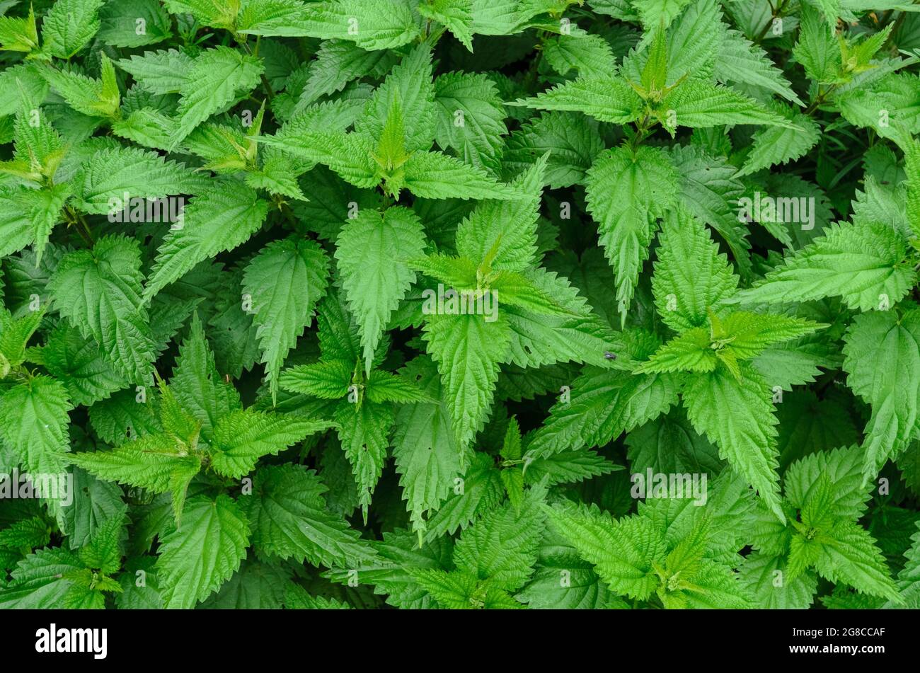 Urtica dioica, nettle con foglie verdi, vista direttamente dall'alto Foto Stock