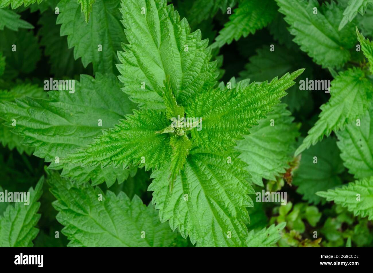 Urtica dioica, nettle con foglie verdi, vista direttamente dall'alto Foto Stock