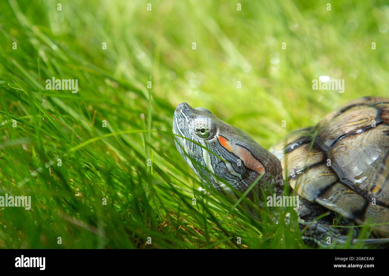 Natura, erba verde. Spazio di copia. Trachemys scripta elegans Red Eared Slider siede sul prato. Foto Stock