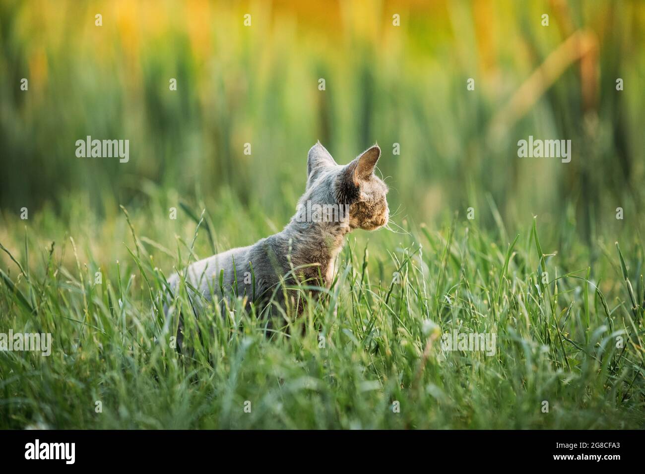 Giovane Gray Devon Rex Kitten seduta in Green Grass. Gatto di razza inglese dai capelli corti. Copia spazio Foto Stock