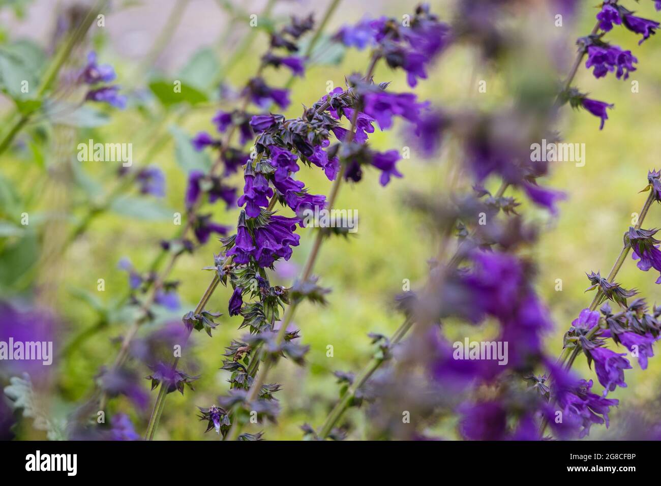 Pianta di Horminum pyrenaicum comunemente chiamata Horminum Foto Stock