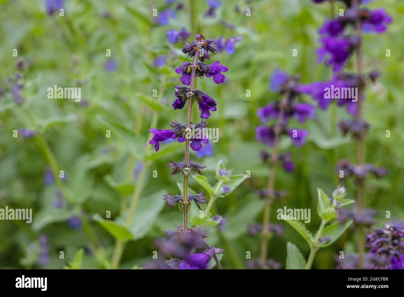 Pianta di Horminum pyrenaicum comunemente chiamata Horminum Foto Stock