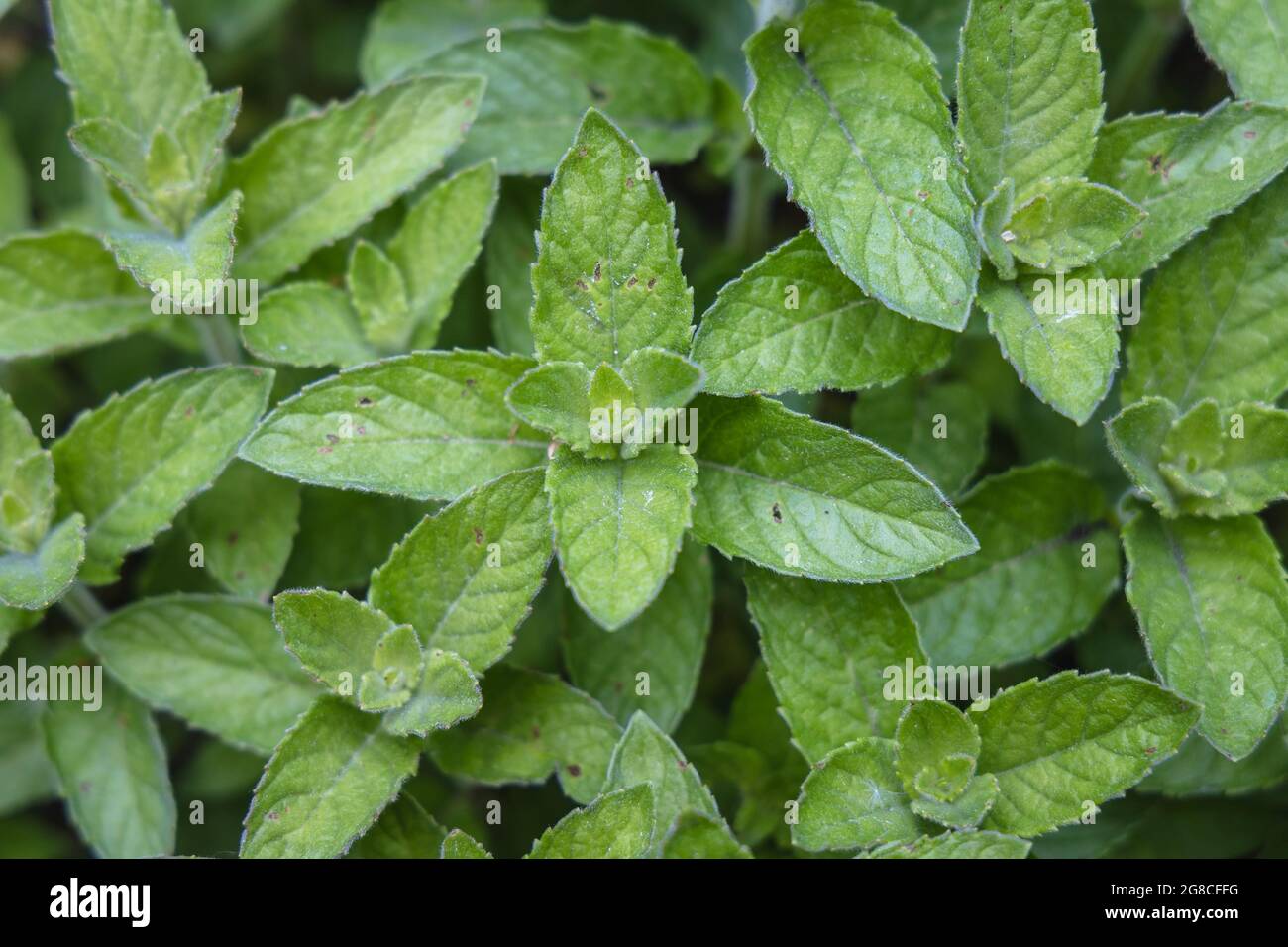 Pianta di Mentha - menta, varietà chiamata Hilarys limone dolce Foto Stock