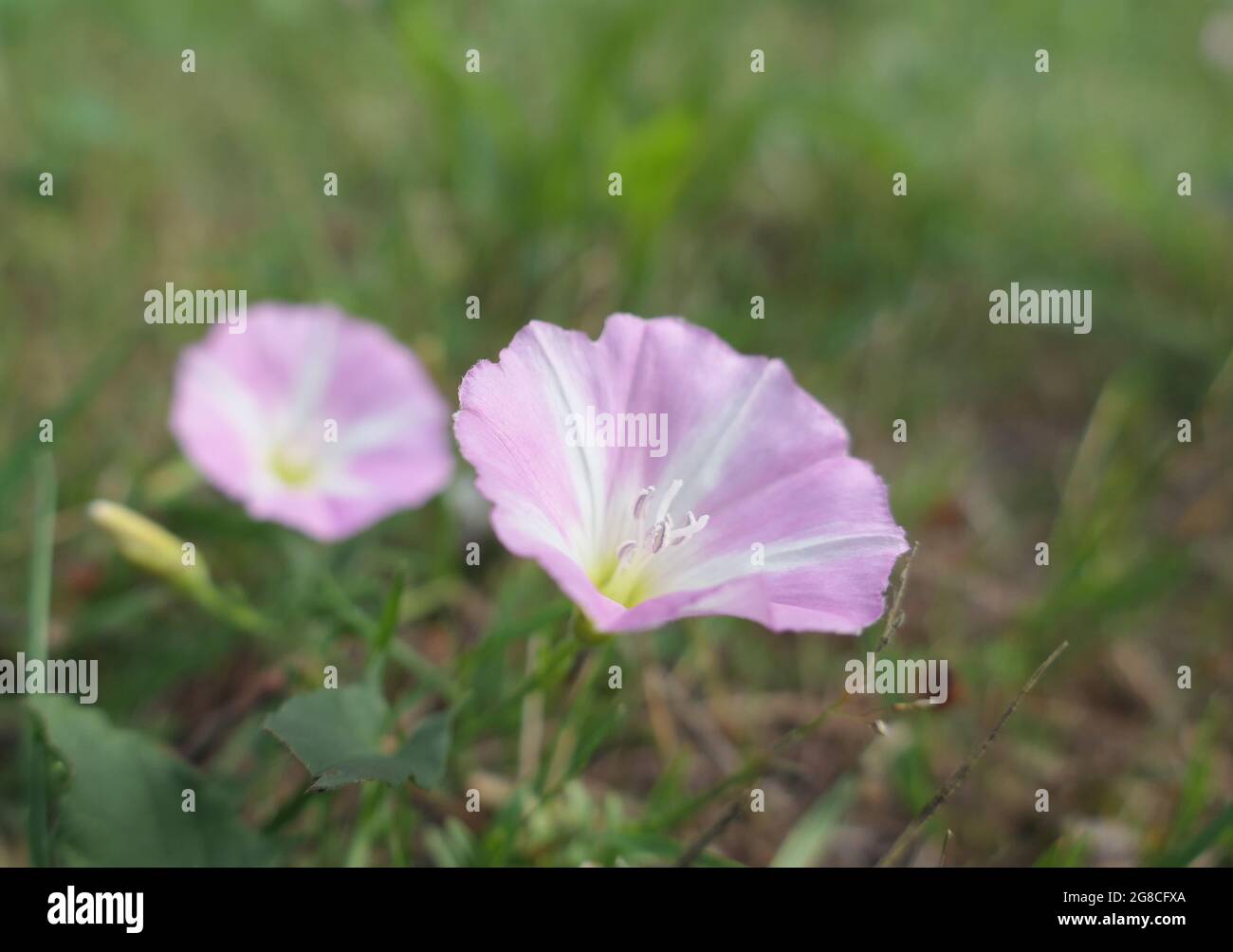 Macro primo piano dei fiori rosa e bianchi a strisce di bindweed comune (Convolvulus arvensis), noto anche come gloria selvaggia del mattino. Foto Stock