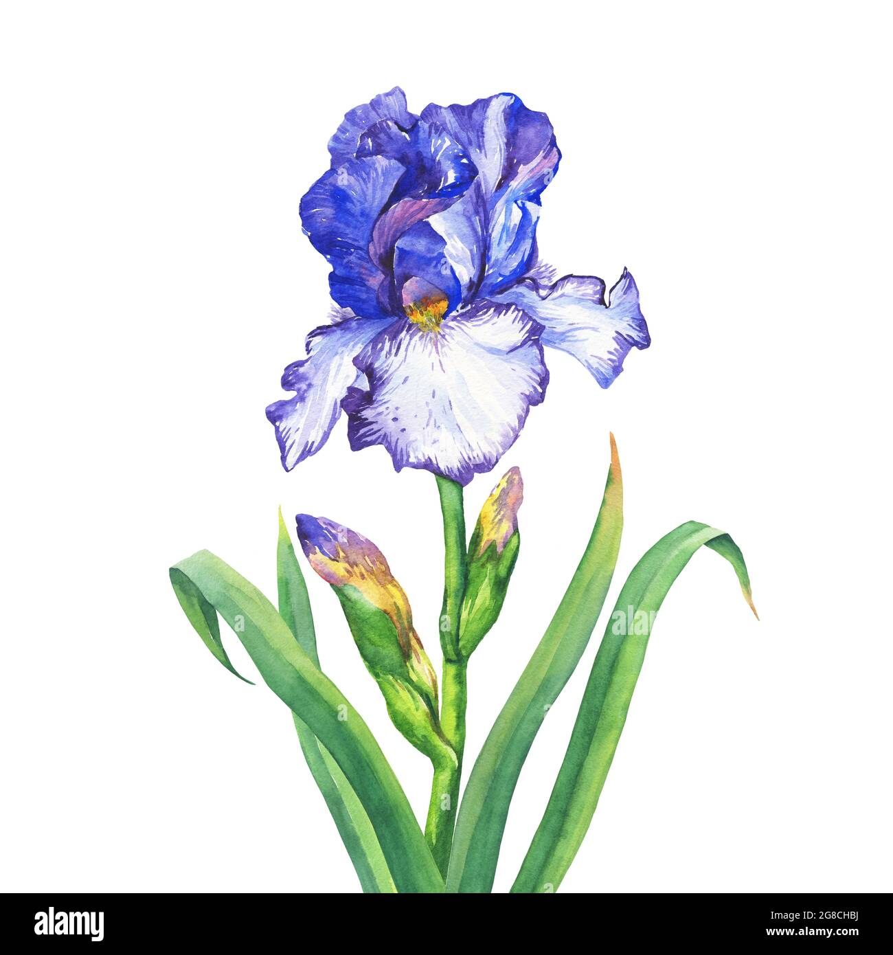 Il ramo fiorente Iris blu. Acquerello dipinto a mano illustrazione, isolato su sfondo bianco. Foto Stock