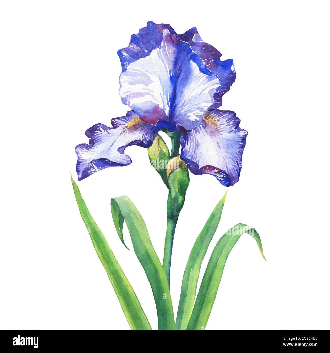 Il ramo fiorente Iris blu. Acquerello dipinto a mano illustrazione, isolato su sfondo bianco. Foto Stock