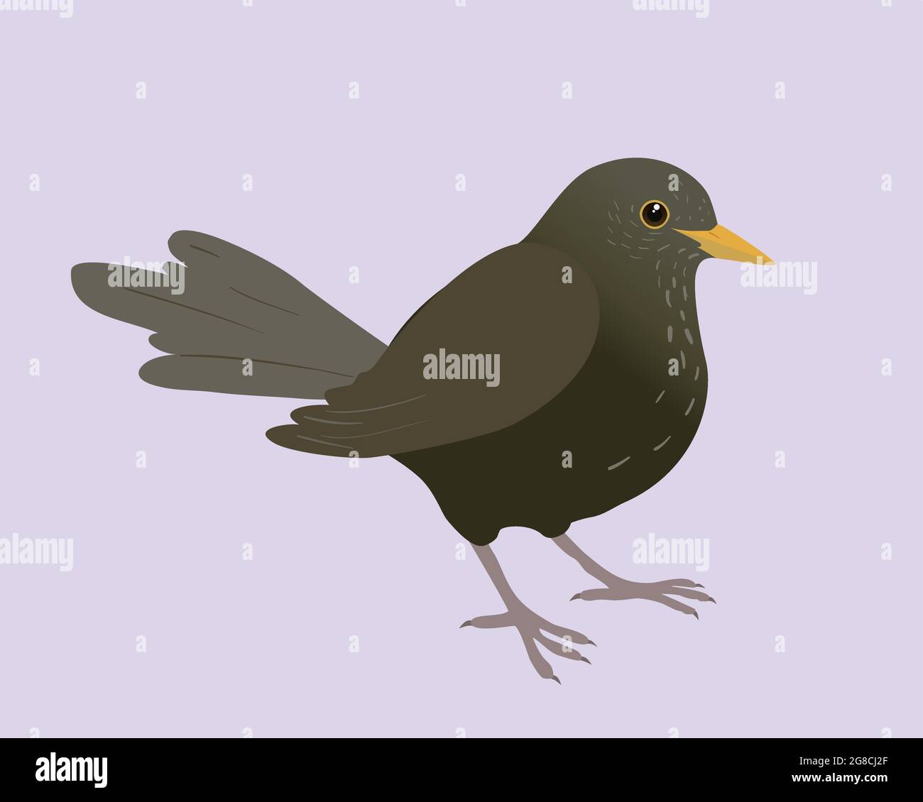 Un'illustrazione di un uccello nero. È un uccello femminile e lo sfondo è lilla pallido. L'uccello è tagliato fuori. Illustrazione Vettoriale