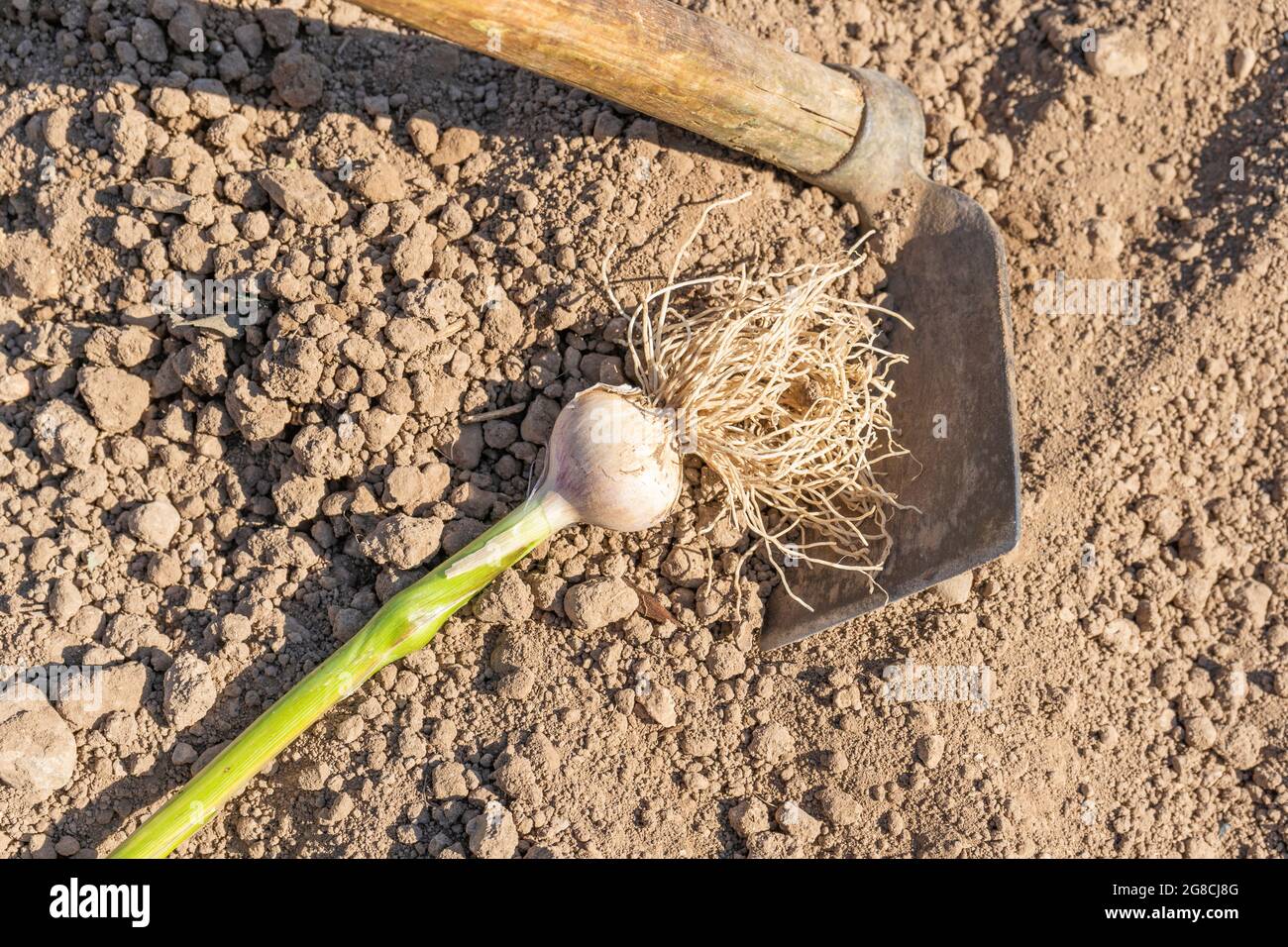 Raccolta di aglio in ortaggi campo da giardino. Foto Stock
