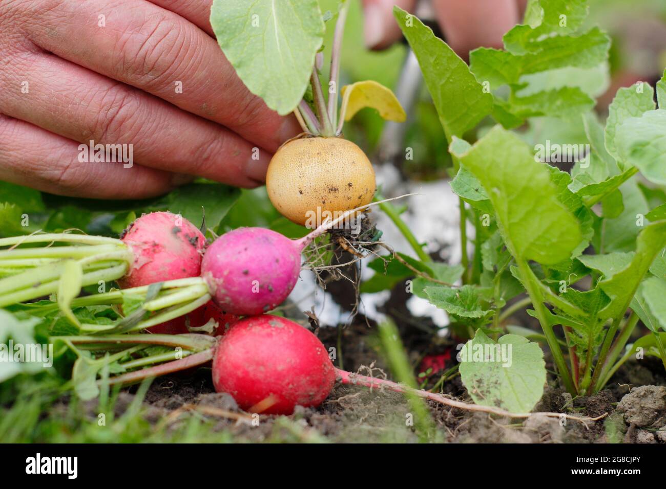 Rafano arcobaleno. Raccolta di ravanelli coltivati in casa - Raphanus sativus - in un terreno di coltura domestico. REGNO UNITO Foto Stock