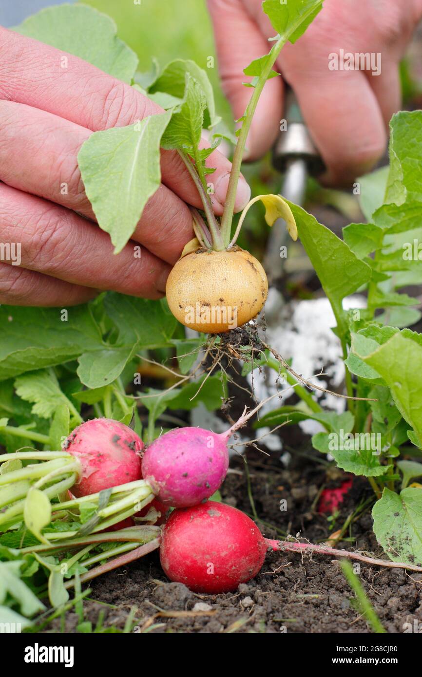 Rafano arcobaleno. Raccolta di ravanelli coltivati in casa - Raphanus sativus - in un terreno di coltura domestico. REGNO UNITO Foto Stock