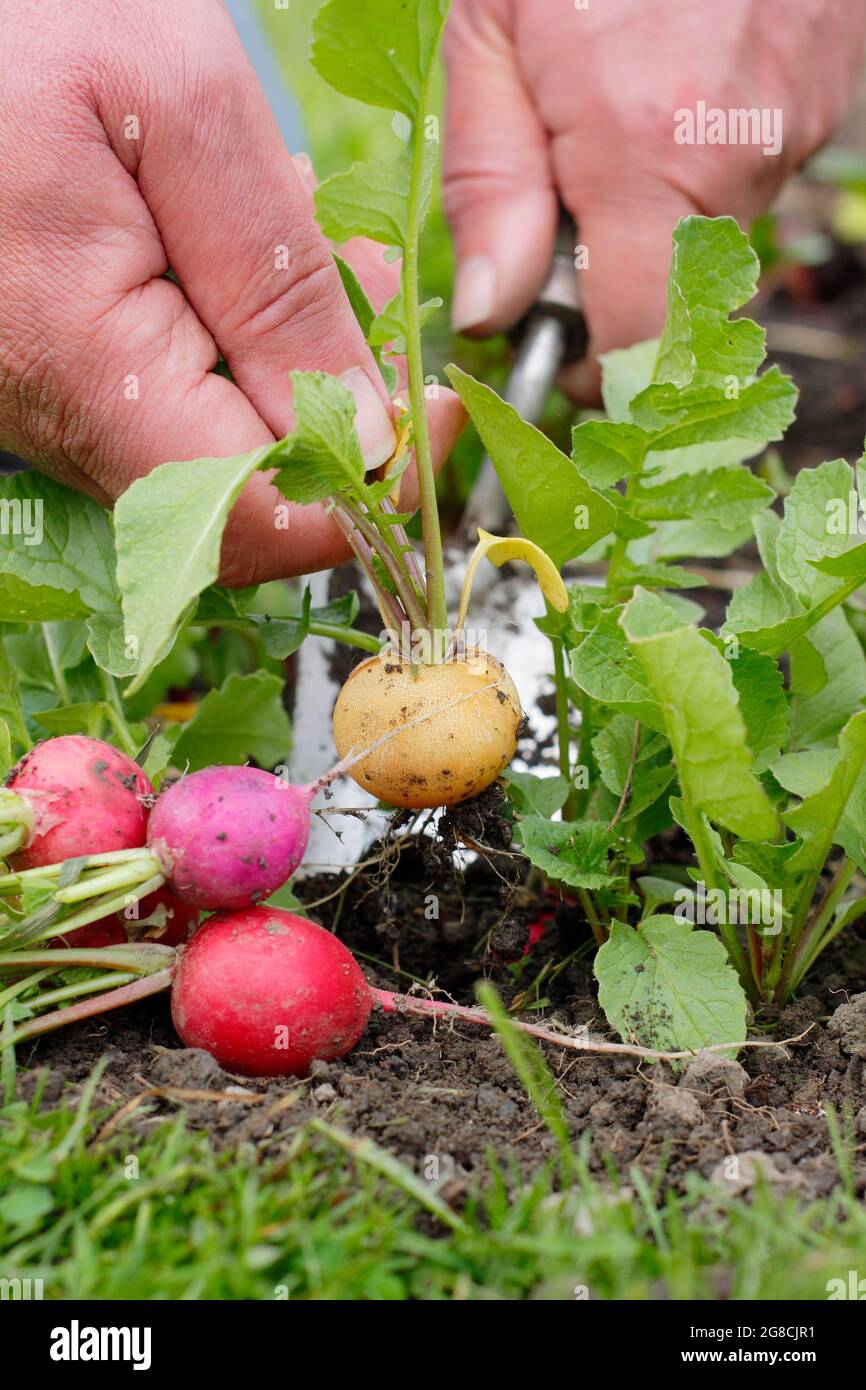 Rafano arcobaleno. Raccolta di ravanelli coltivati in casa - Raphanus sativus - in un terreno di coltura domestico. REGNO UNITO Foto Stock