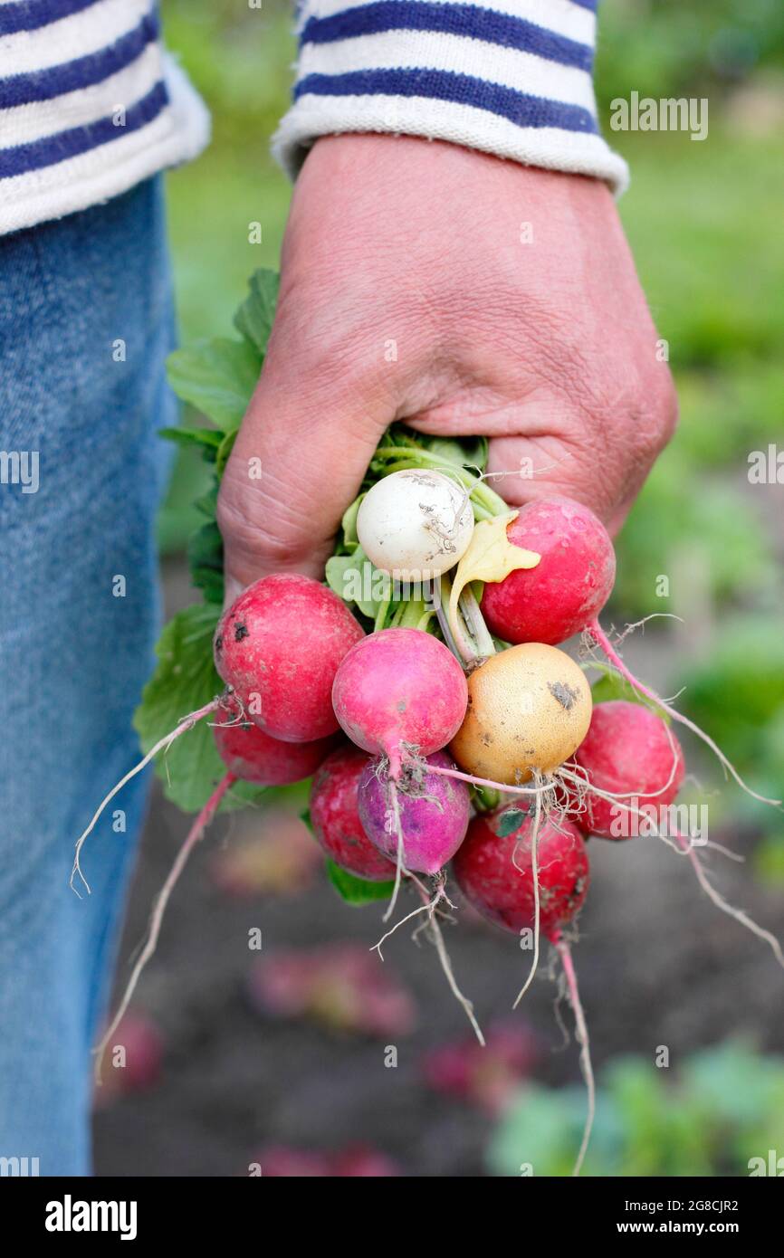 Rafano arcobaleno. Ravanelli appena alzati coltivati in casa - Raphanus sativus - tenuti dal coltivatore in un appezzamento di verdure domestiche. REGNO UNITO Foto Stock