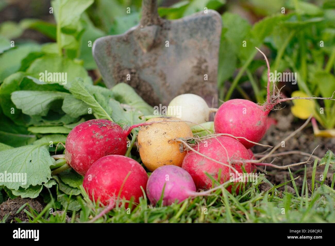 Rafano arcobaleno. Ravanelli appena alzati coltivati in casa - Raphanus sativus - in un appezzamento di verdure domestiche. REGNO UNITO Foto Stock
