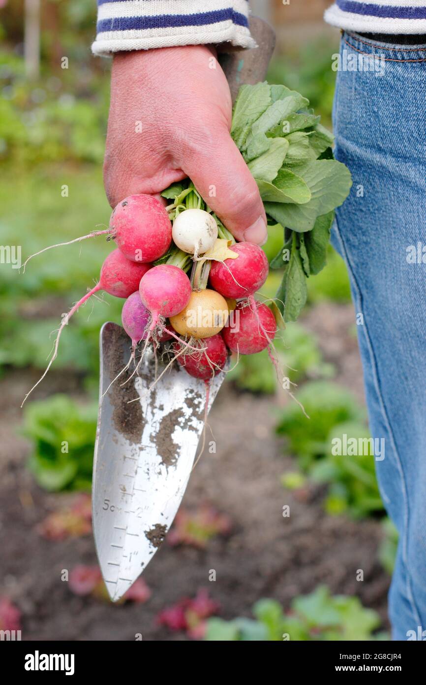 Rafano arcobaleno. Ravanelli appena alzati coltivati in casa - Raphanus sativus - tenuti dal coltivatore in un appezzamento di verdure domestiche. REGNO UNITO Foto Stock
