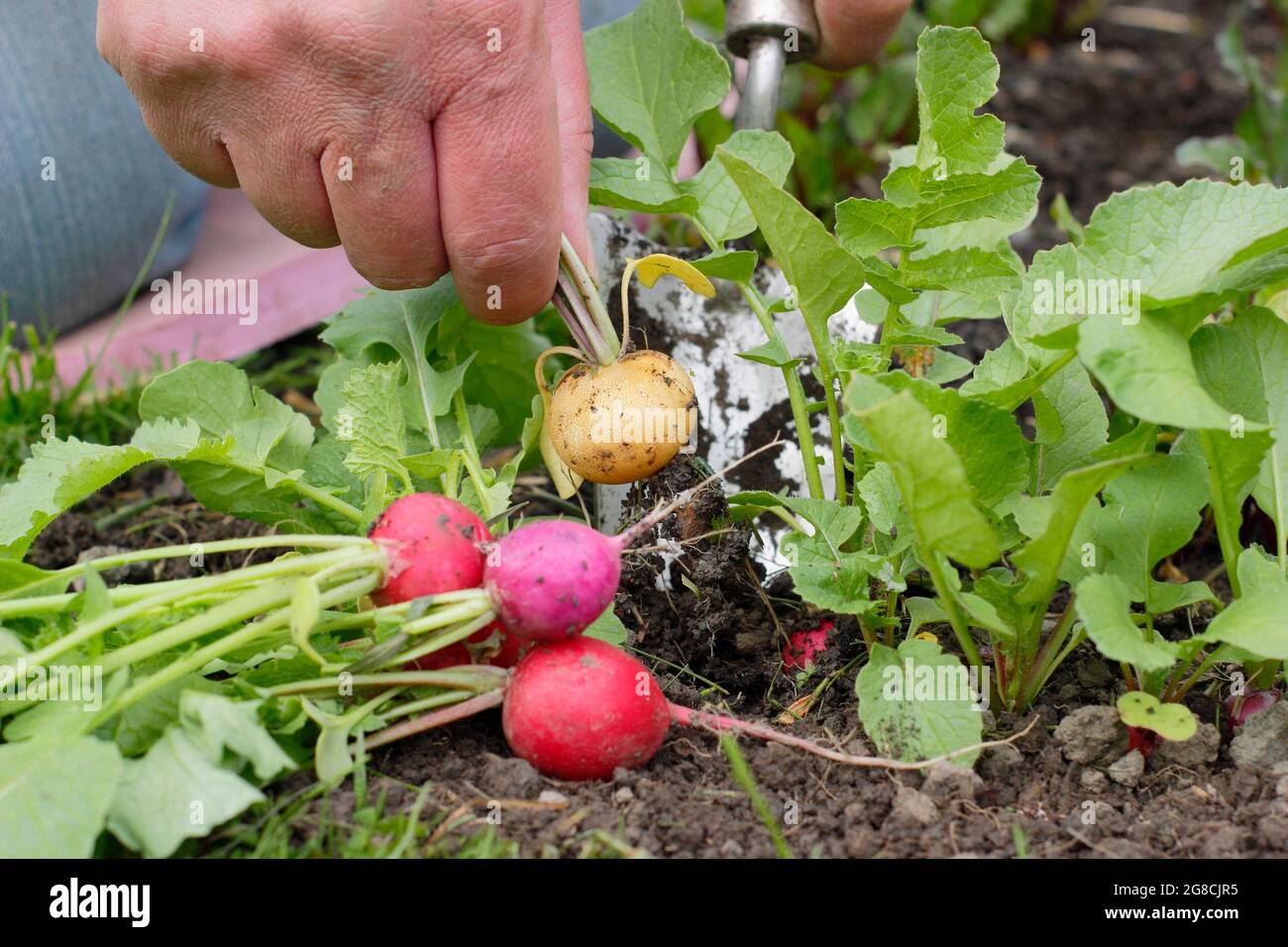 Rafano arcobaleno. Raccolta di ravanelli coltivati in casa - Raphanus sativus - in un terreno di coltura domestico. REGNO UNITO Foto Stock