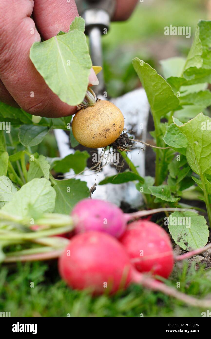Rafano arcobaleno. Raccolta di ravanelli coltivati in casa - Raphanus sativus - in un terreno di coltura domestico. REGNO UNITO Foto Stock