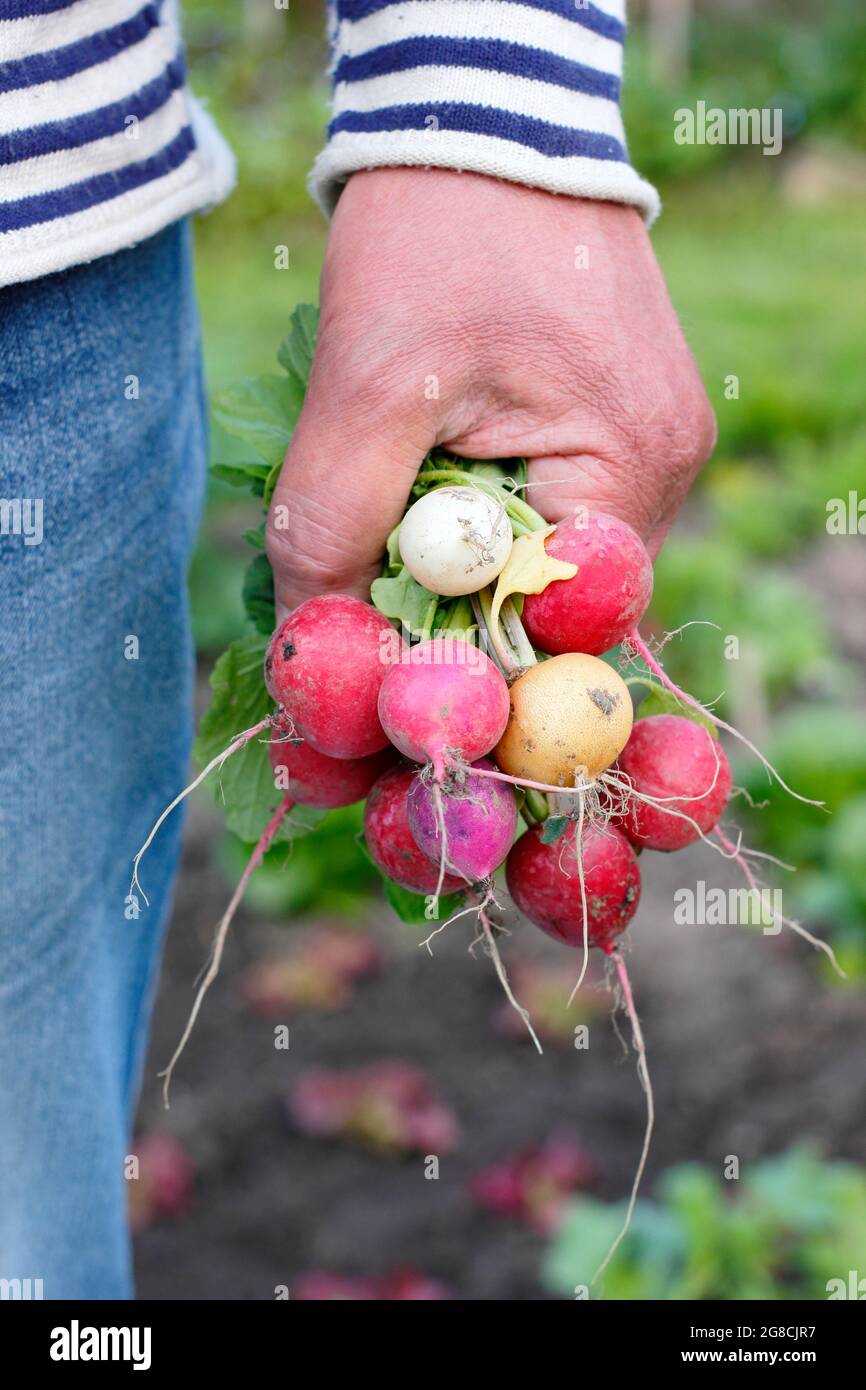 Rafano arcobaleno. Ravanelli appena alzati coltivati in casa - Raphanus sativus - tenuti dal coltivatore in un appezzamento di verdure domestiche. REGNO UNITO Foto Stock