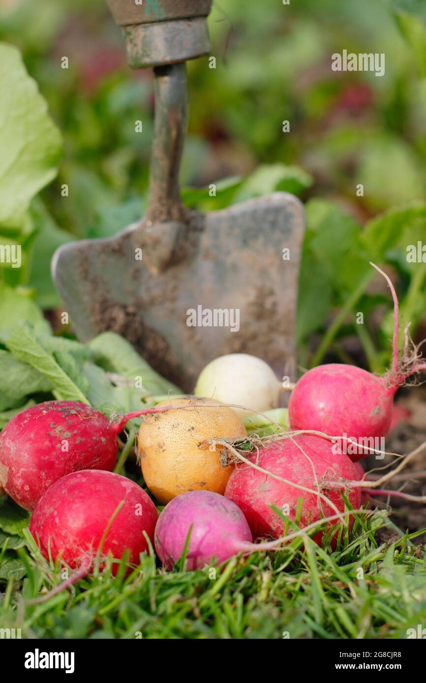 Rafano arcobaleno. Ravanelli appena raccolti coltivati in casa - Raphanus sativus - in un terreno di coltura domestico. REGNO UNITO Foto Stock