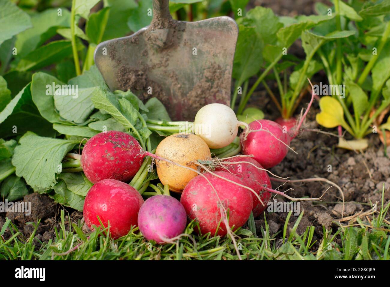 Rafano arcobaleno. Ravanelli appena raccolti coltivati in casa - Raphanus sativus - in un terreno di coltura domestico. REGNO UNITO Foto Stock