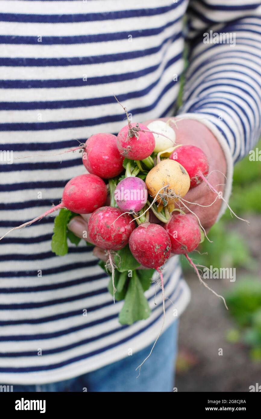 Rafano arcobaleno. Ravanelli appena alzati coltivati in casa - Raphanus sativus - tenuti dal coltivatore in un appezzamento di verdure domestiche. REGNO UNITO Foto Stock