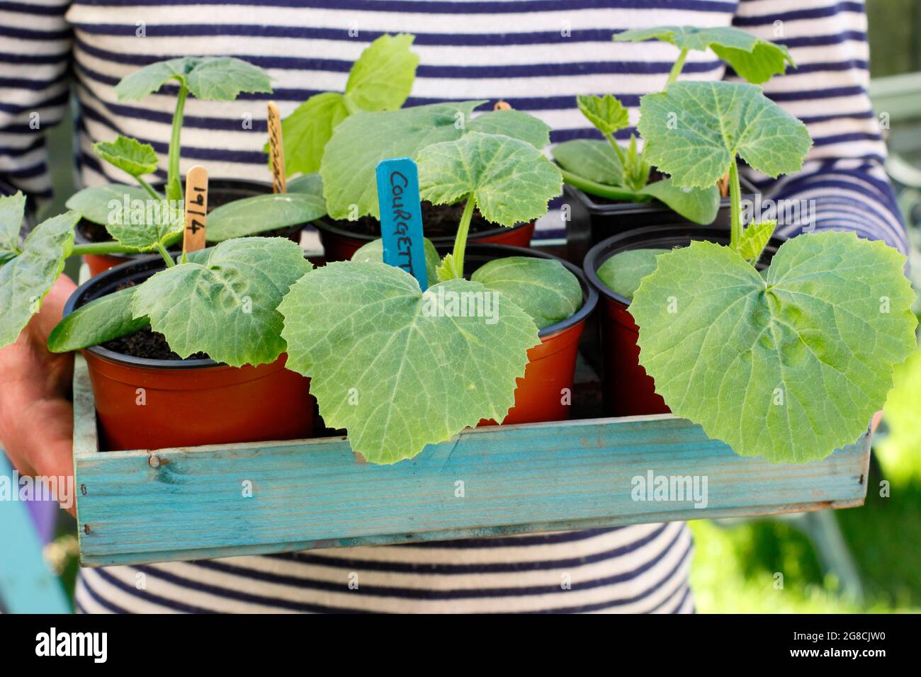 Piantine di zucchine, iniziate in pentole, pronte per piantare fuori dal coltivatore. Cucurbita pepo 'defender'. Foto Stock