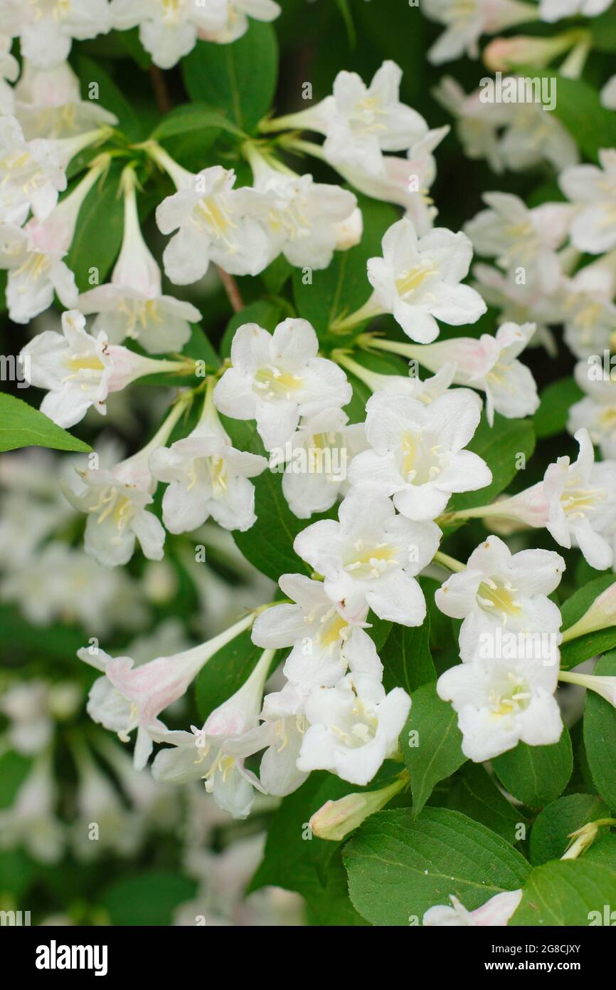 Weigela 'Cavaliere Bianco' un arbusto deciduo con fiori bianchi. REGNO UNITO Foto Stock