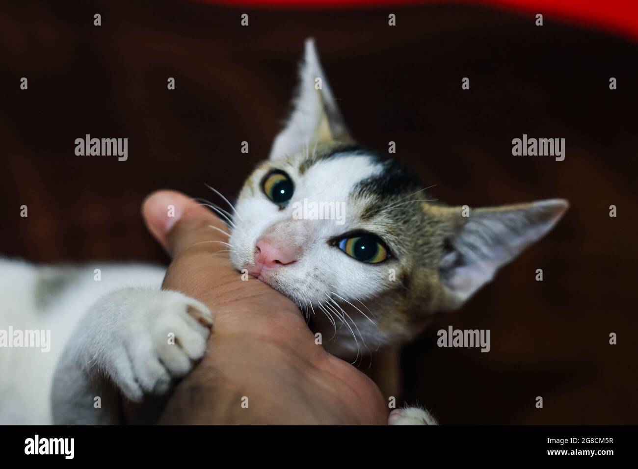 Il gatto bianco sta mordendo la mano di un uomo. Bel gatto carino giocare con la mano e mordere con divertenti emozioni. Foto Stock