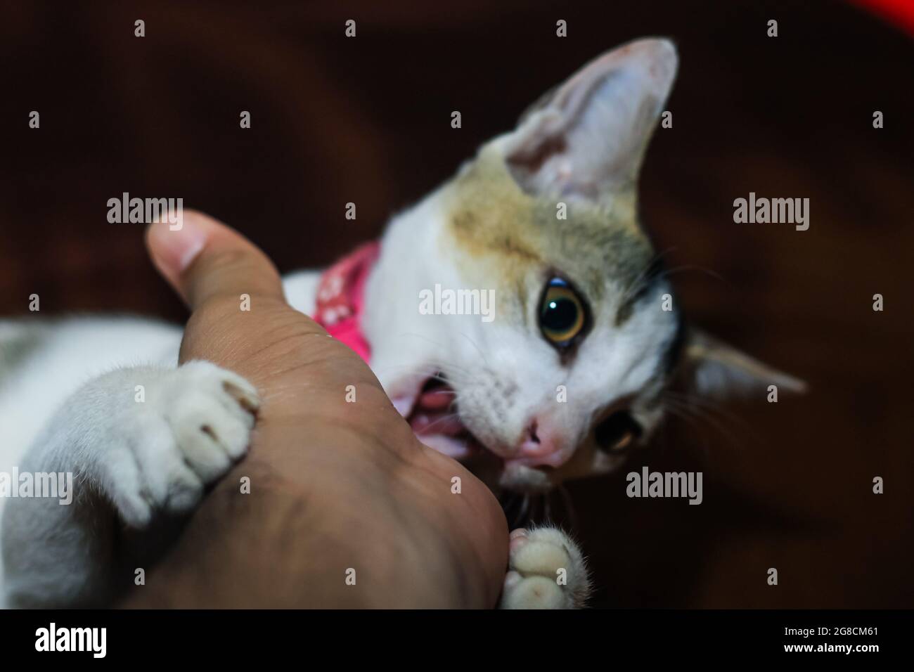 Il gatto bianco sta mordendo la mano di un uomo. Bel gatto carino giocare con la mano e mordere con divertenti emozioni. Foto Stock