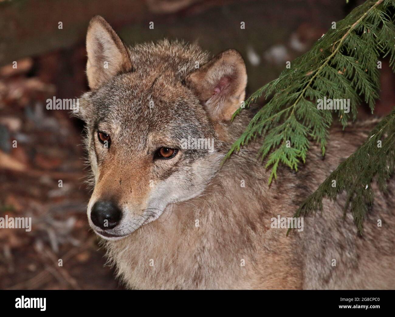 Lupo eurasiatico (lupus lupus canis) Foto Stock