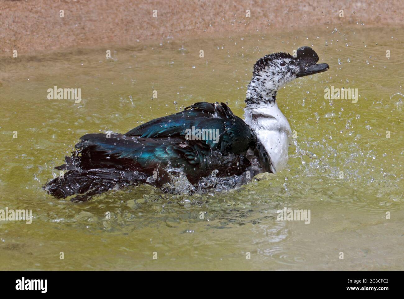Pettine anatra (Sarkidiornis melanotos) Foto Stock