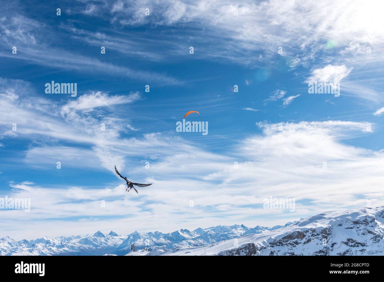 Un uccello in primo piano e un deltaplano che sorvola le montagne innevate delle Alpi svizzere in una giornata di sole. Foto Stock