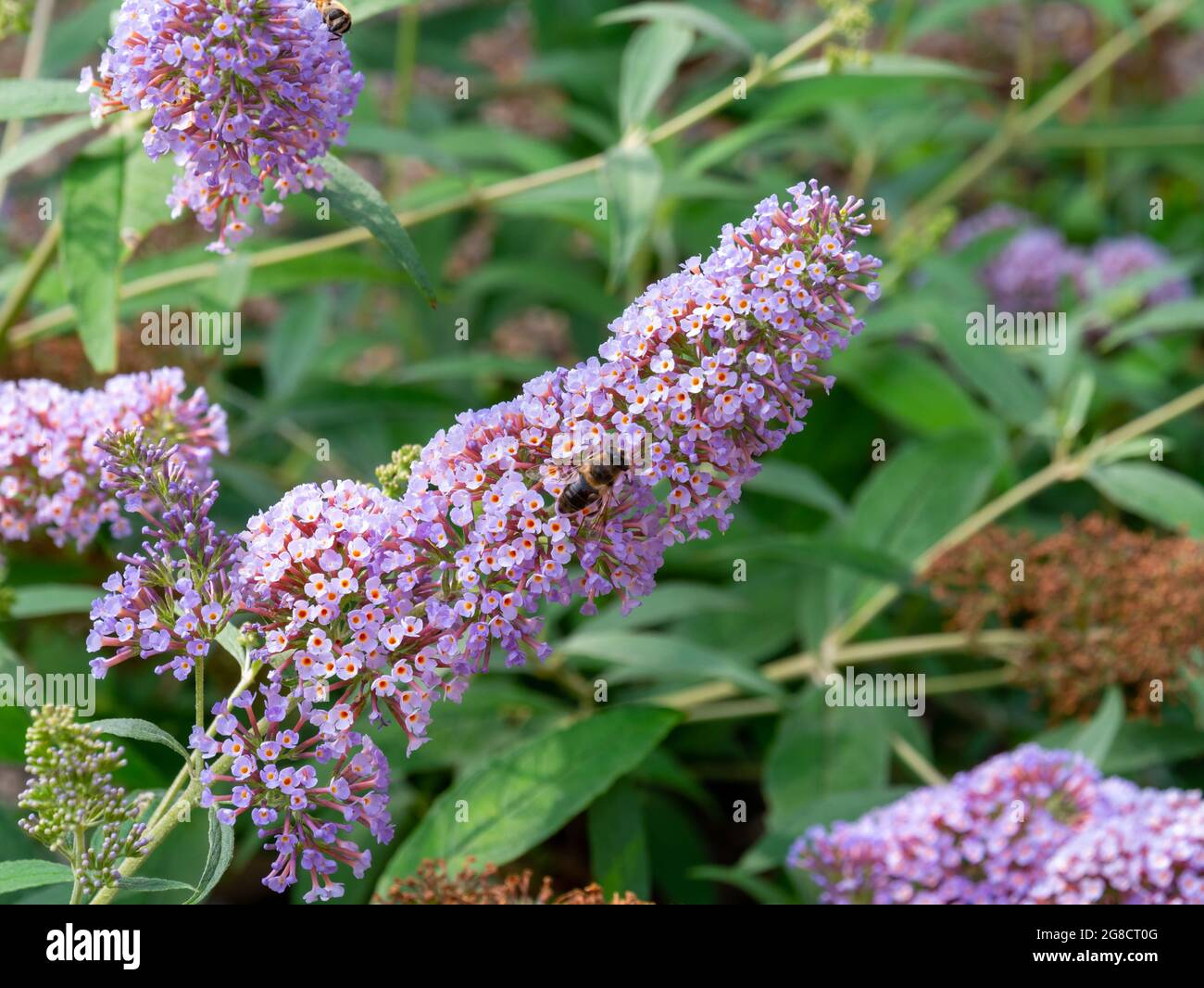Comune drone mosca, Eristalis tenax, su buddleja davidii 'delizia rosa' in giardino, Paesi Bassi Foto Stock