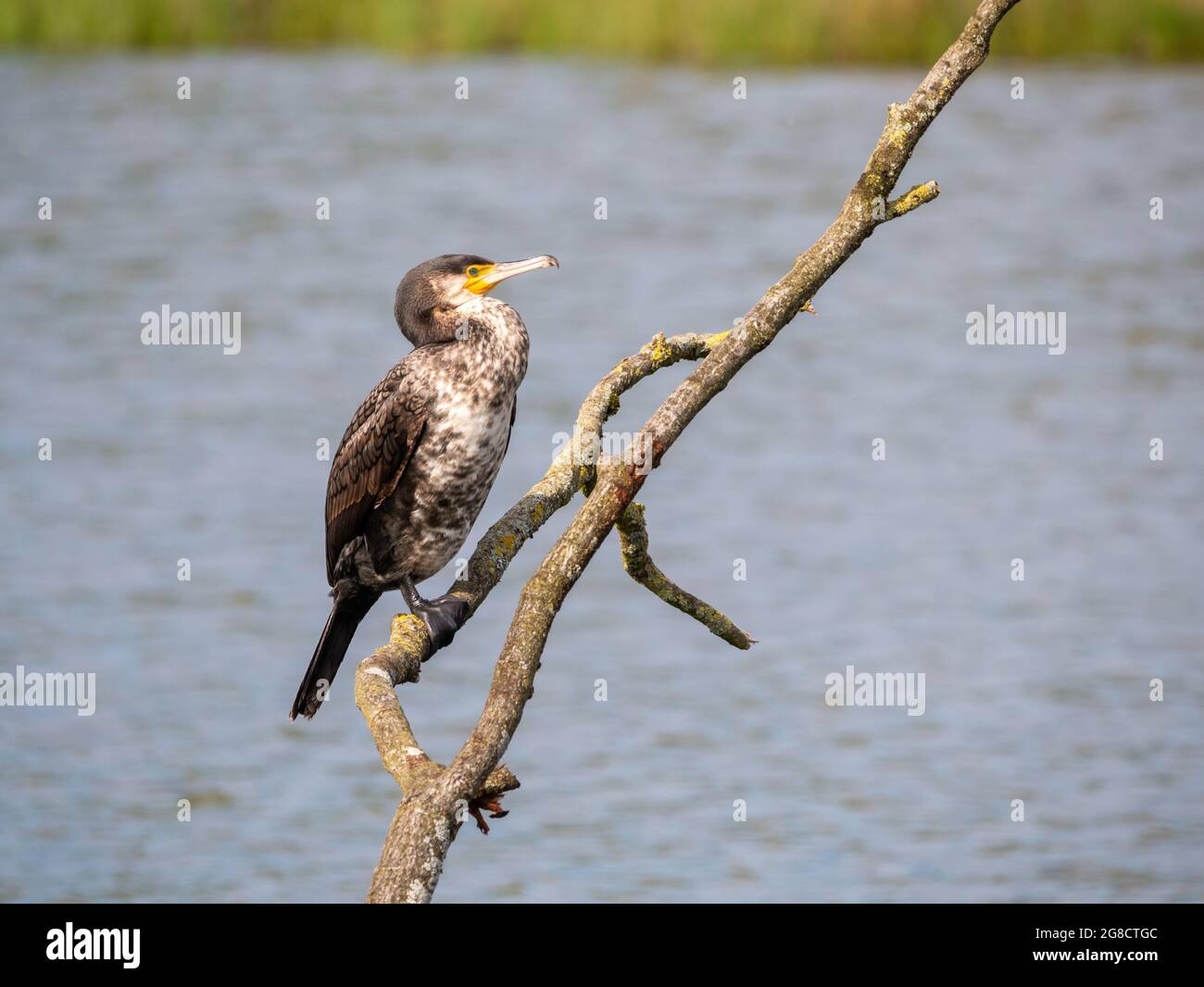 Grande cormorano, Phalacrocorax carbo, vista laterale arroccato sul ramo presso il lago d'acqua dolce, Paesi Bassi Foto Stock