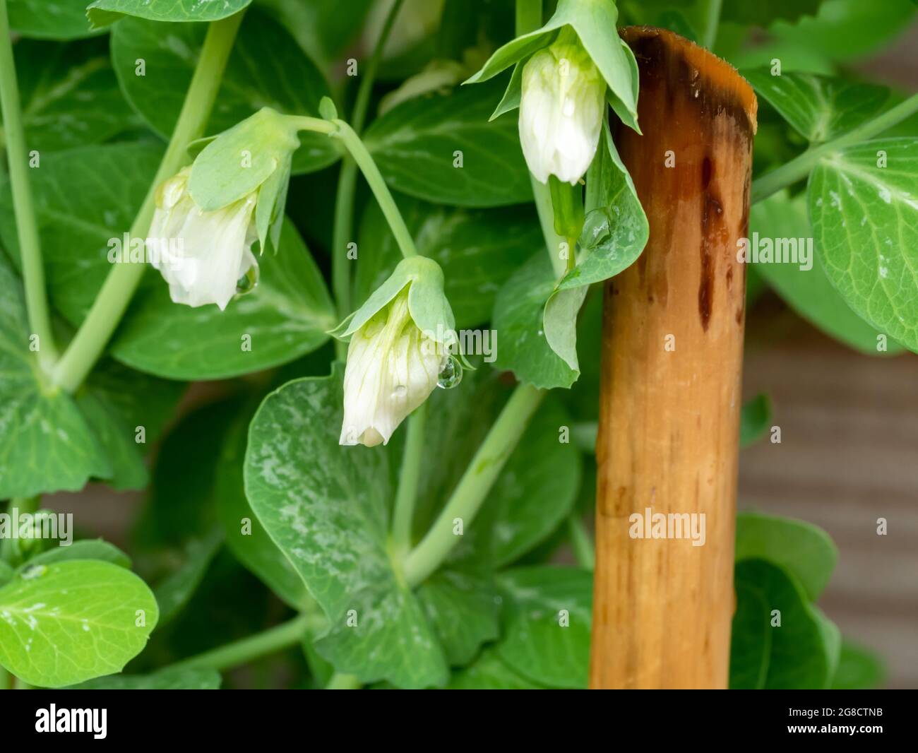 Piselli da neve, Pisum sativum, primo piano di fiori e foglie di piselli in giardino, Paesi Bassi Foto Stock