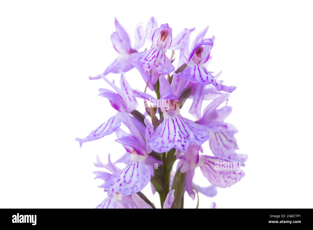 heath orchidea maculata o orchidea maculata macchia (Dactylorhiza maculata) su sfondo bianco Foto Stock