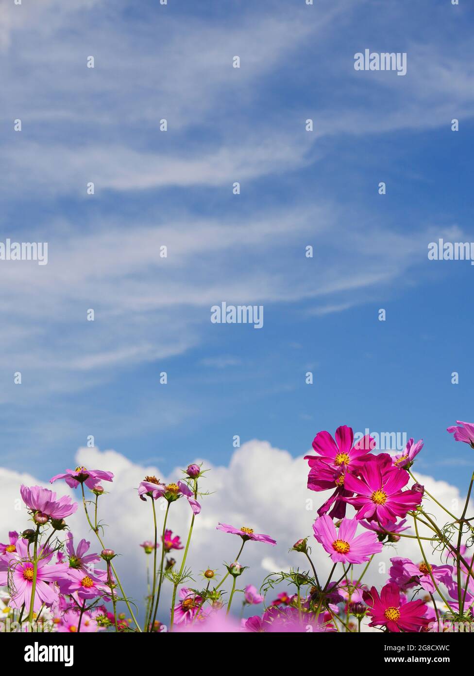 Colore rosa cosmo fiori nel campo con cielo azzurro brillante estate Foto Stock