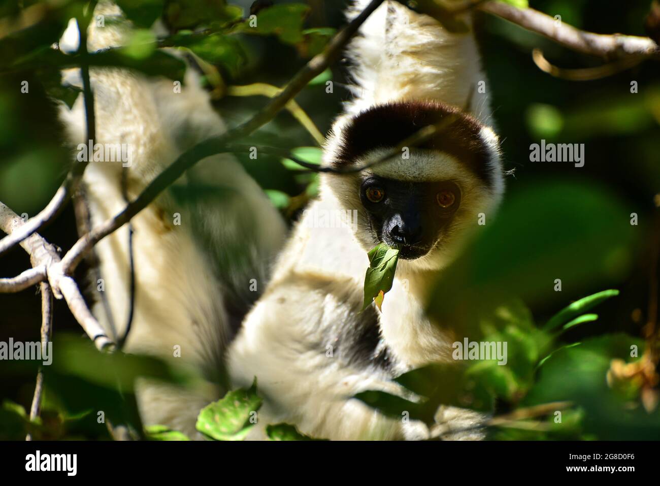 Primo piano vista della SIFAKA DI VERREAUX (Propithecus verreauxi) circondata da vegetazione. Parco Nazionale di Isalo, Madagascar Foto Stock