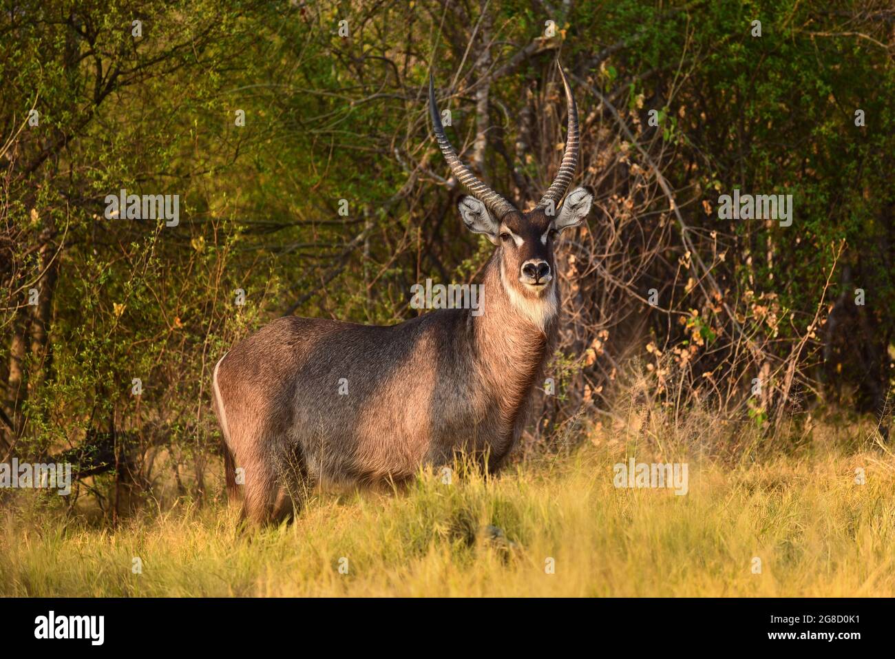 Male Waterbuck (Kobus ellissiprymnus) a Moremi, Okavango Delta, Botswana Foto Stock